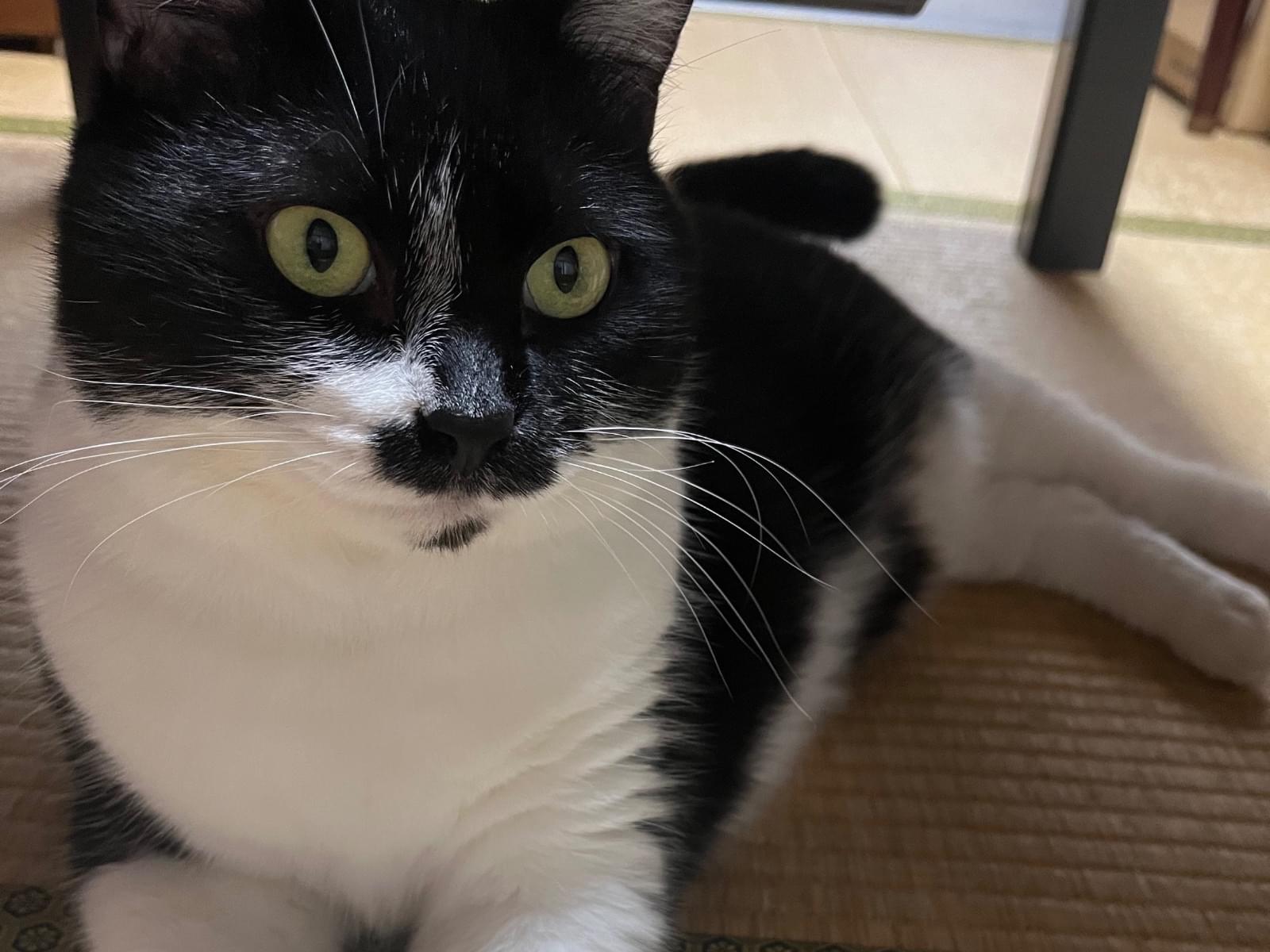 クロちゃん