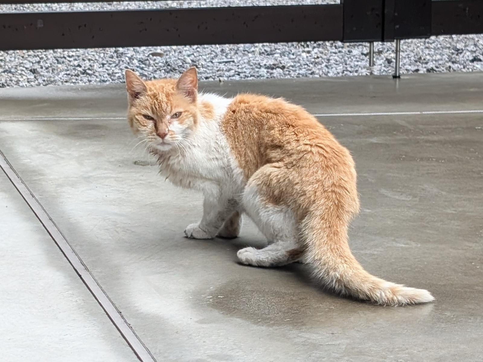 保護された猫