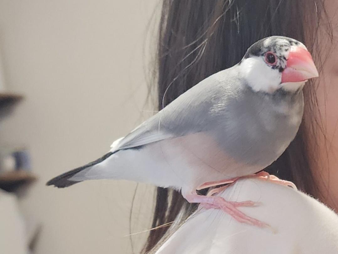 ぴぃちゃん