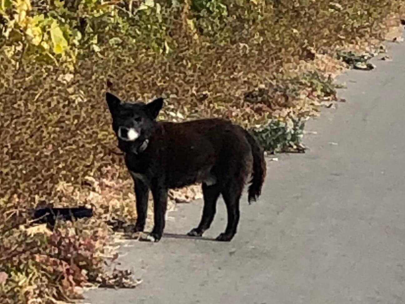 目撃された犬 目撃された犬