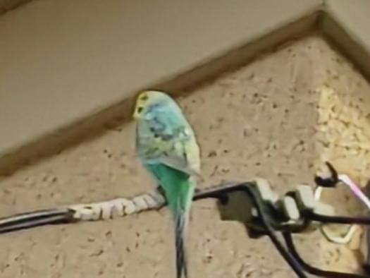 目撃された鳥 目撃された鳥