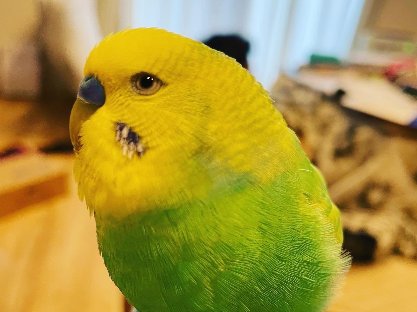 ピーちゃん ピーちゃん