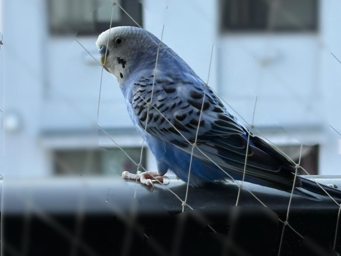 目撃された鳥 目撃された鳥