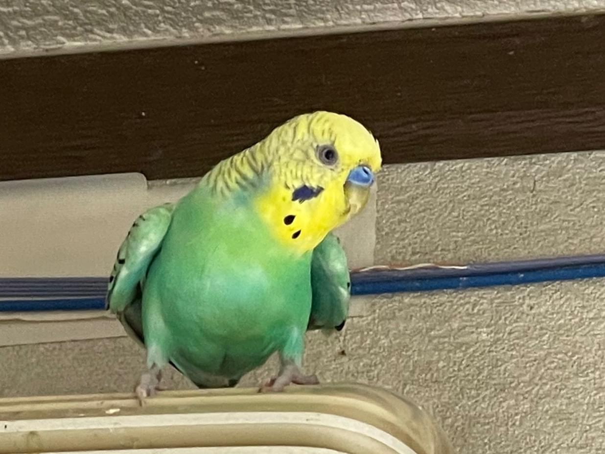 ぽぽちゃん ぽぽちゃん