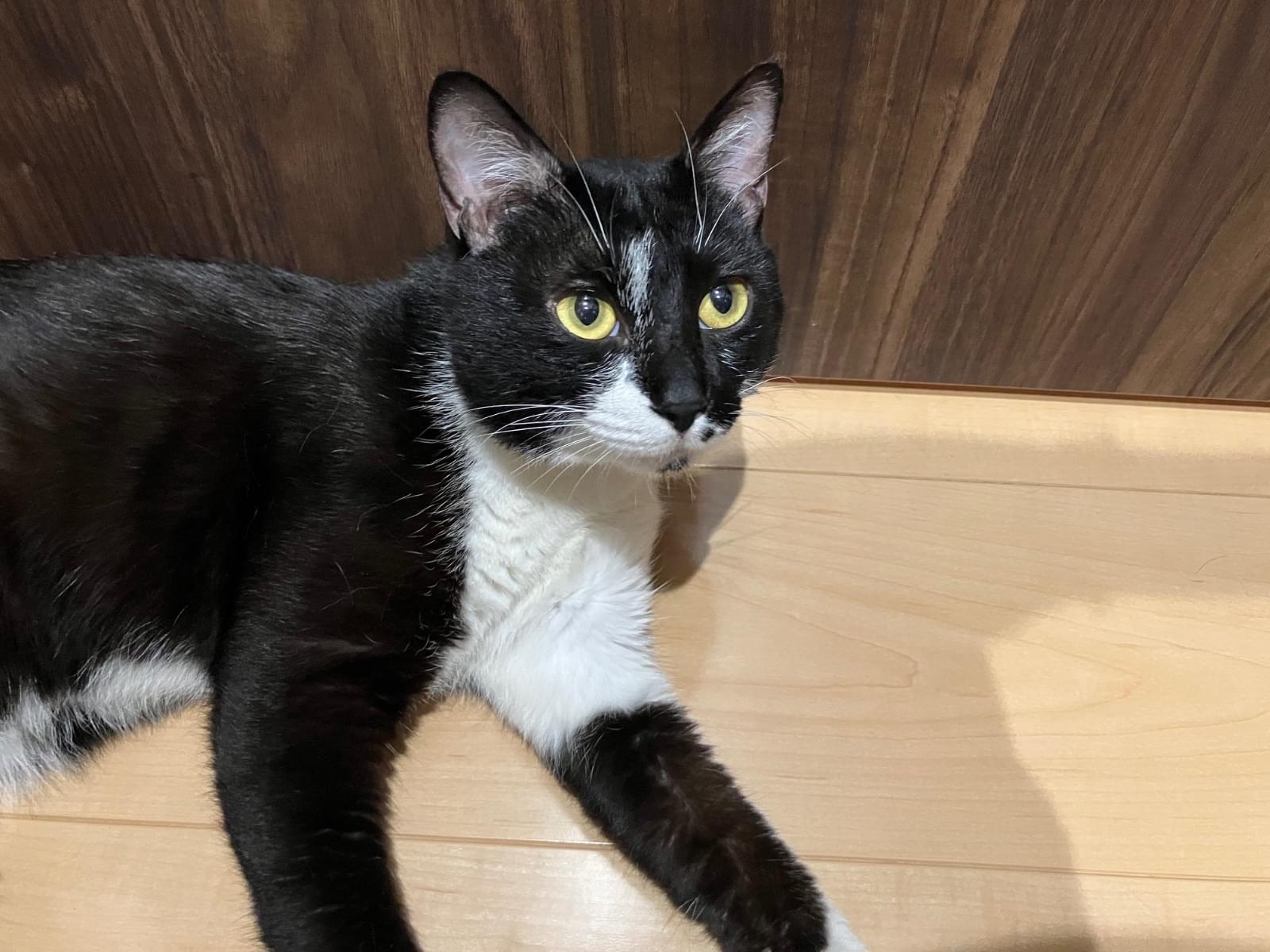 保護された猫