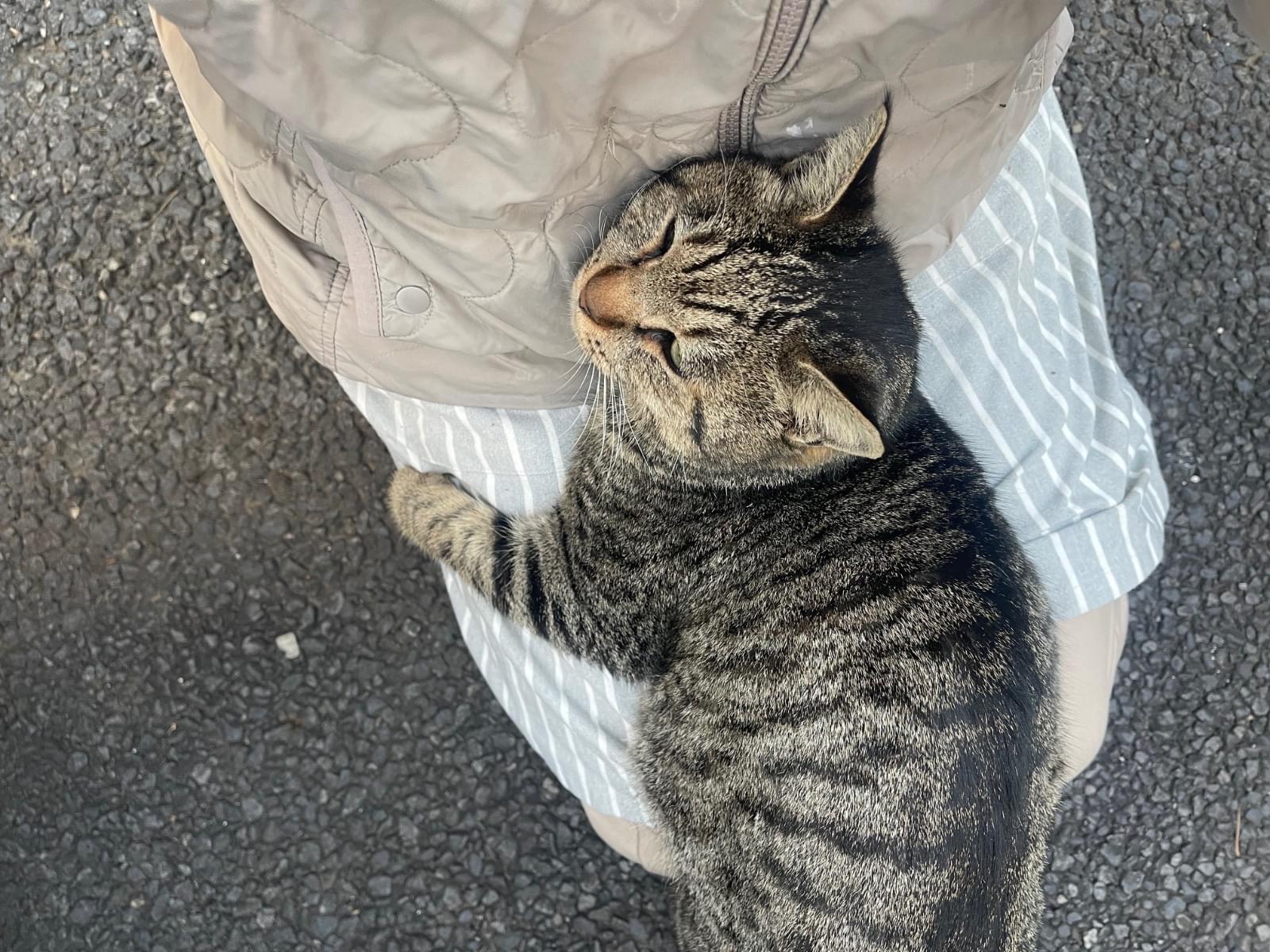 目撃された猫 目撃された猫