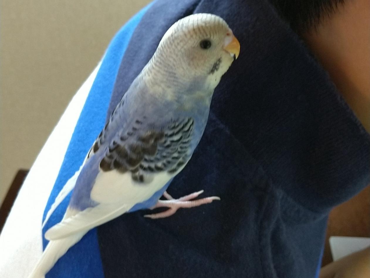 ハッピーちゃん ハッピーちゃん