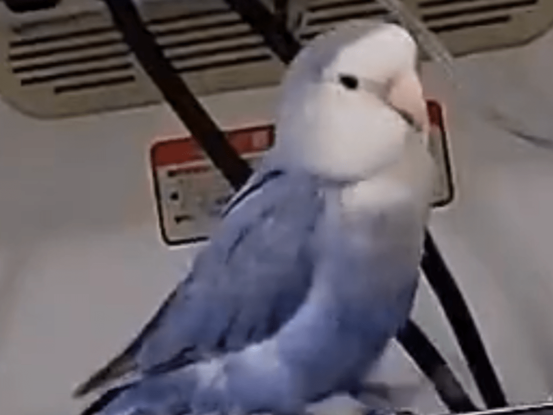 ルルちゃん ルルちゃん