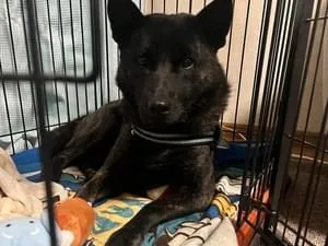さいたま犬 埼玉県で黒い犬(甲斐犬)を探しています
