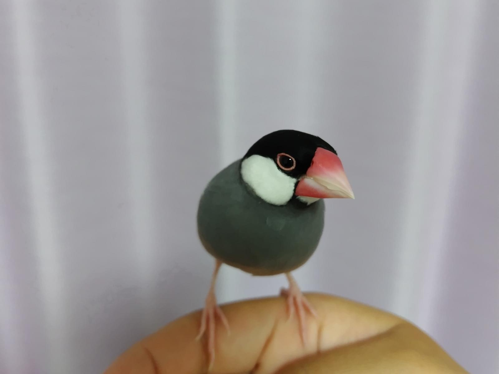保護された鳥 保護された鳥