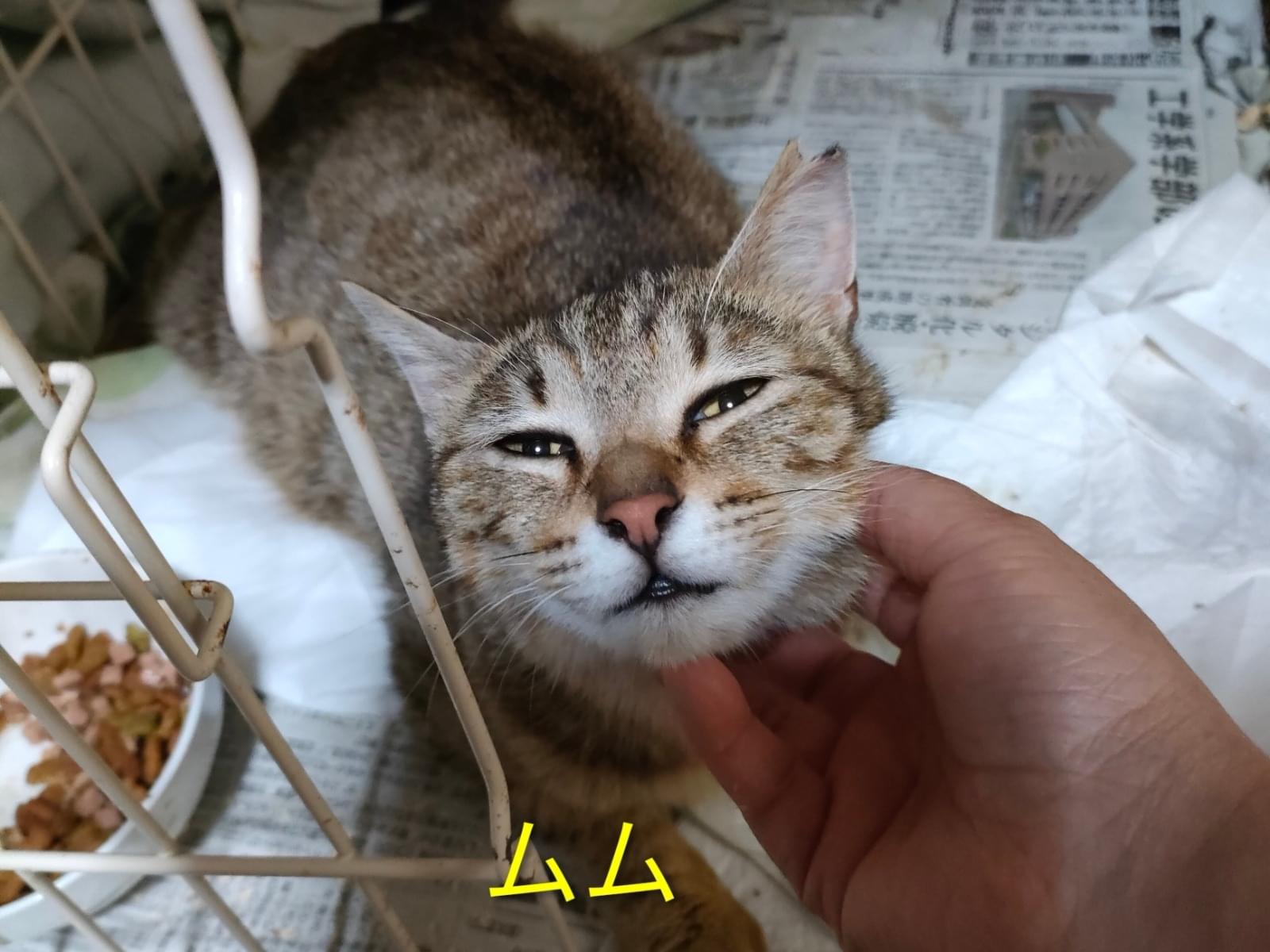 ムムちゃん