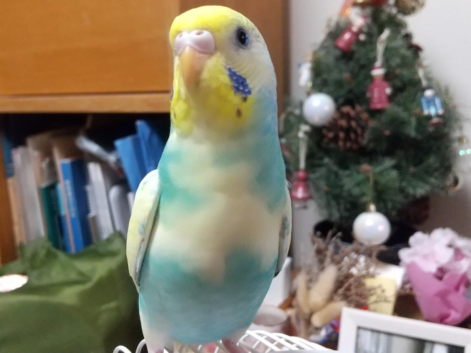 ぴぴちゃん ぴぴちゃん