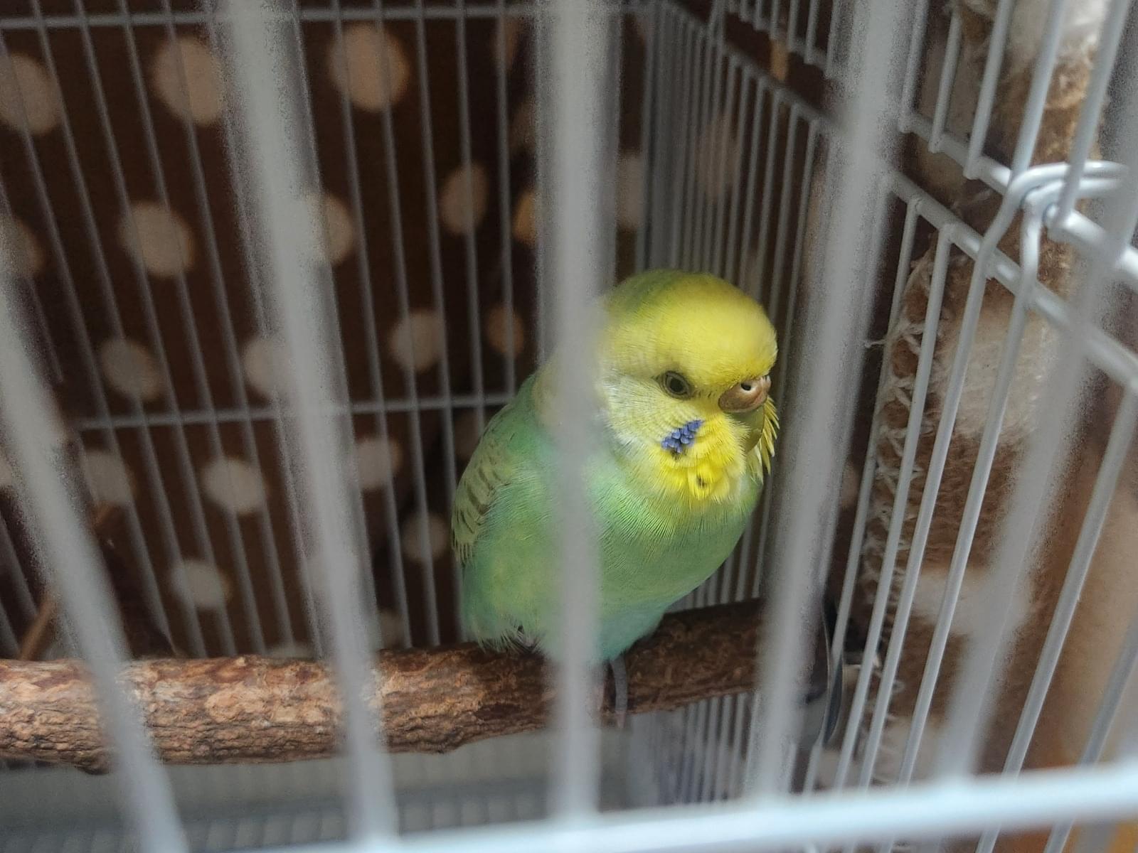 保護された鳥 保護された鳥