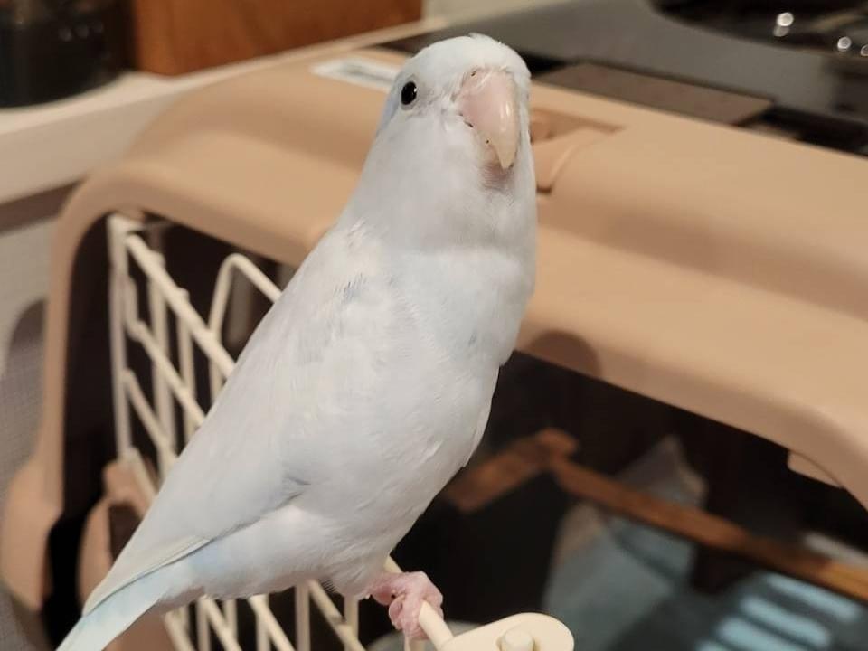 保護された鳥 保護された鳥