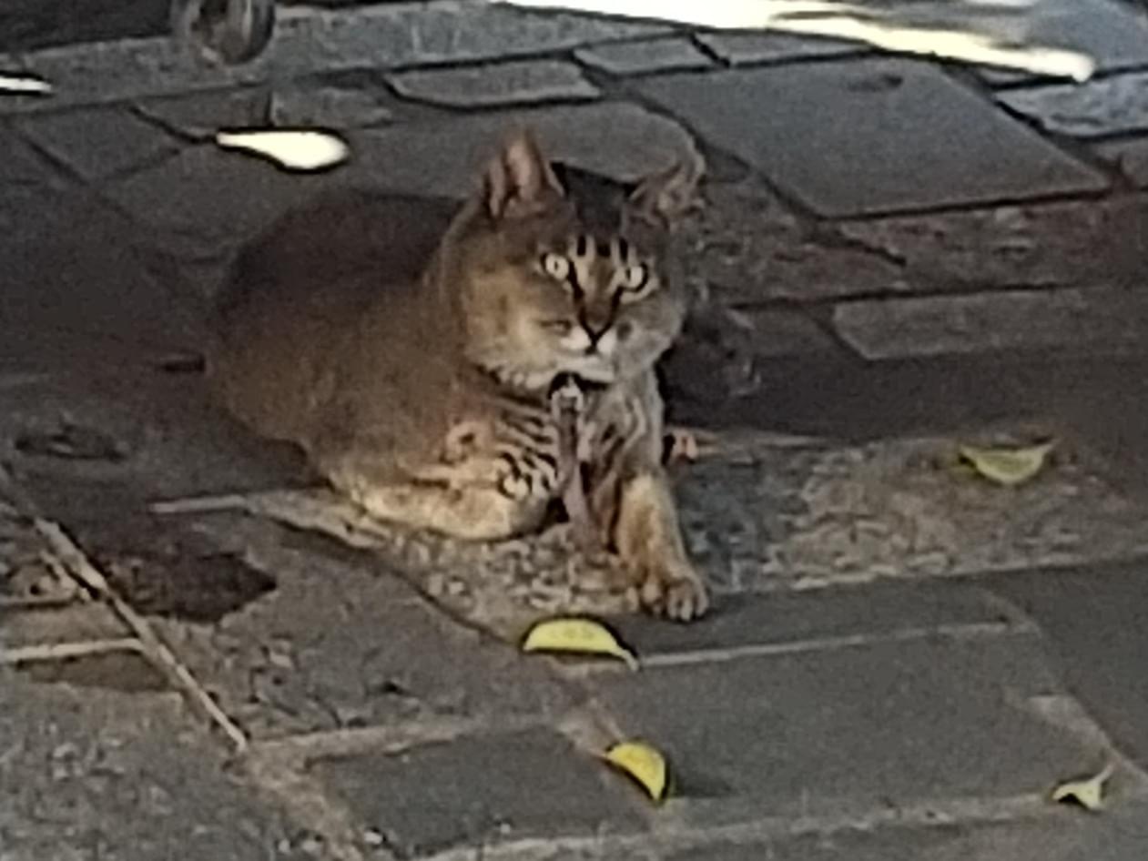 目撃された猫 目撃された猫