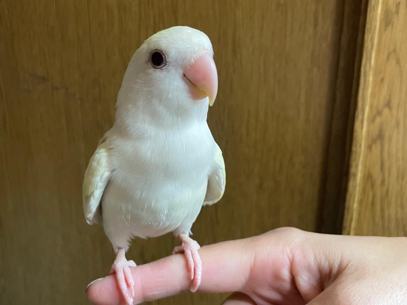 こむぎちゃん こむぎちゃん