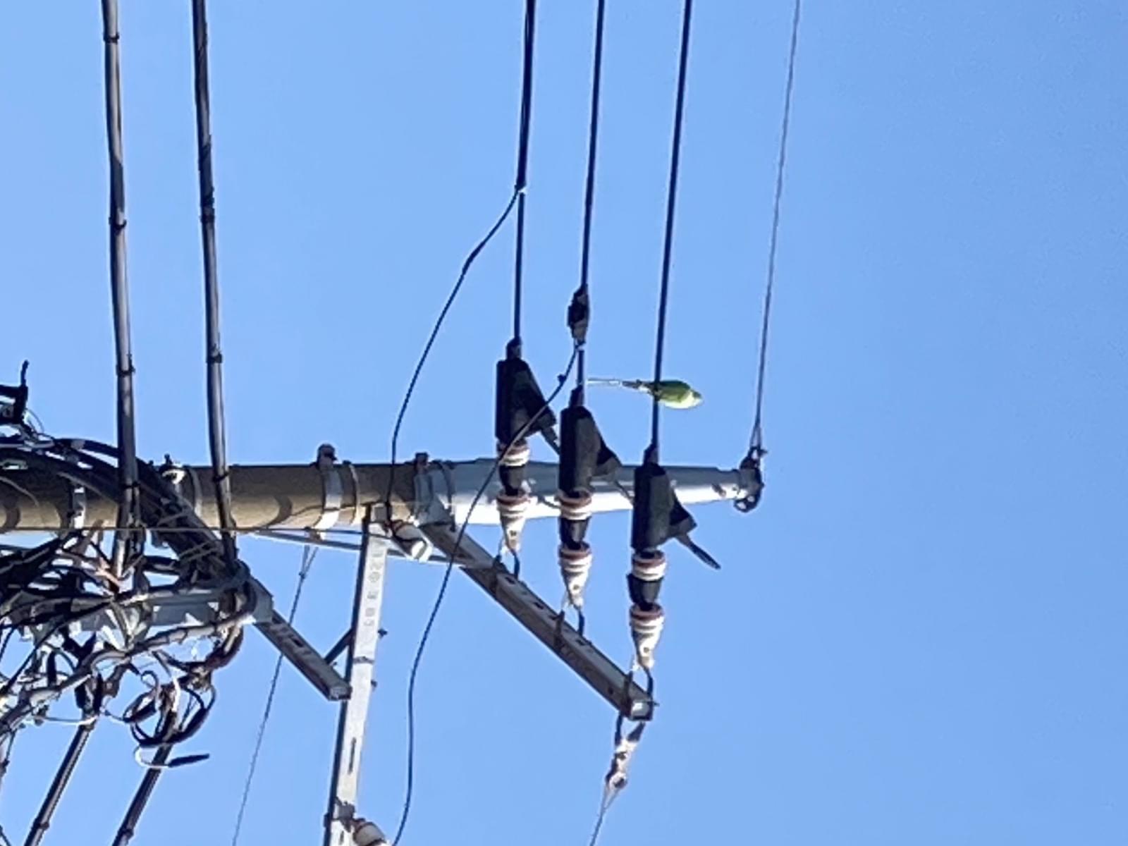 目撃された鳥 目撃された鳥