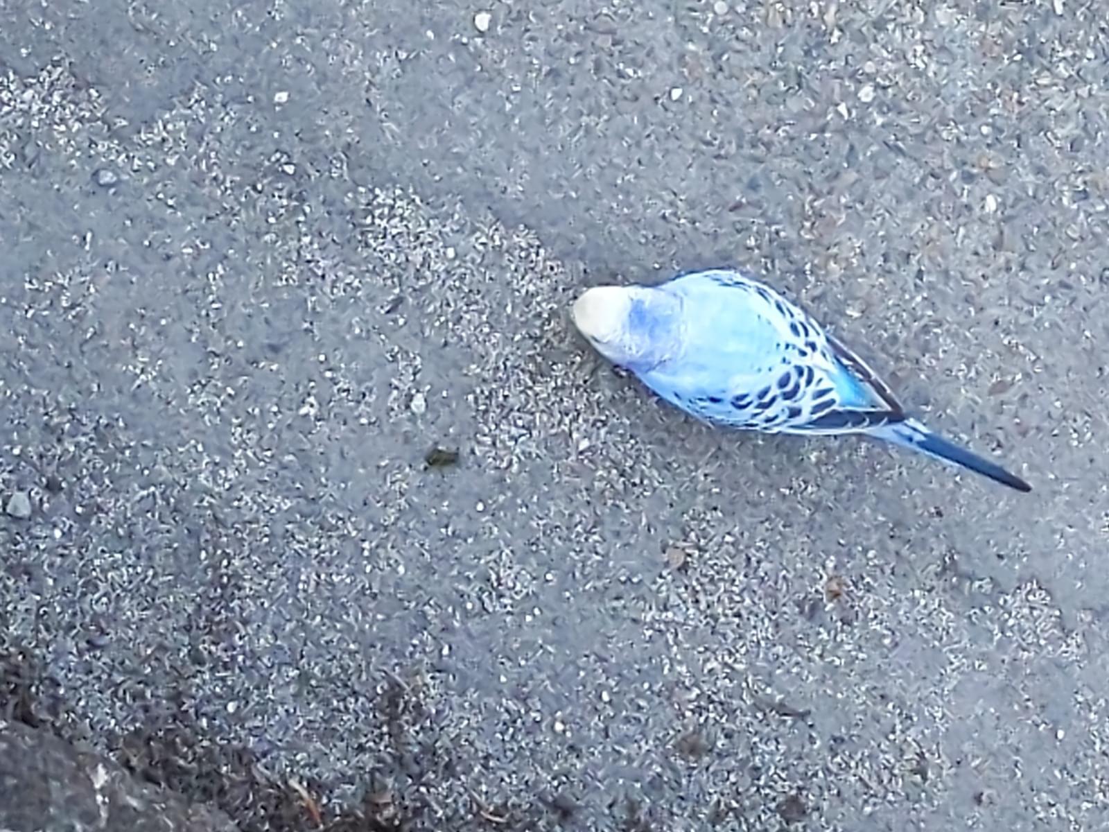 目撃された鳥 目撃された鳥