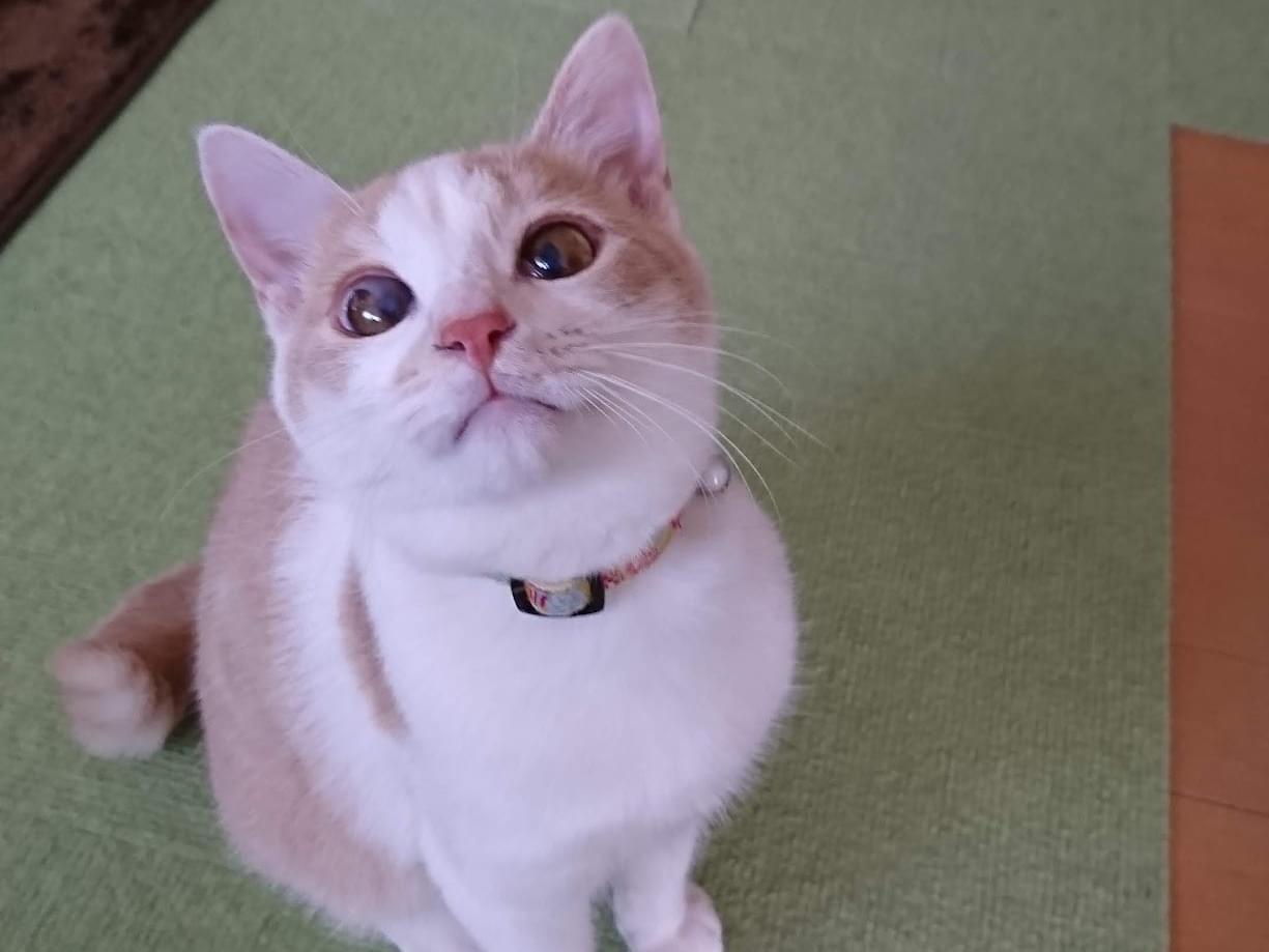 ぐりちゃん ぐりちゃん