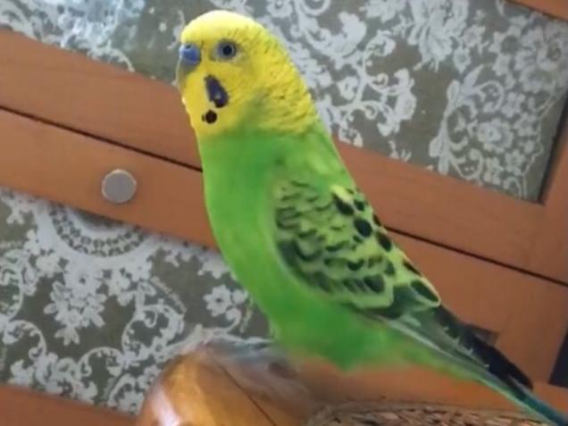 つんちゃん つんちゃん