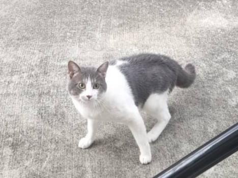 目撃された猫 目撃された猫