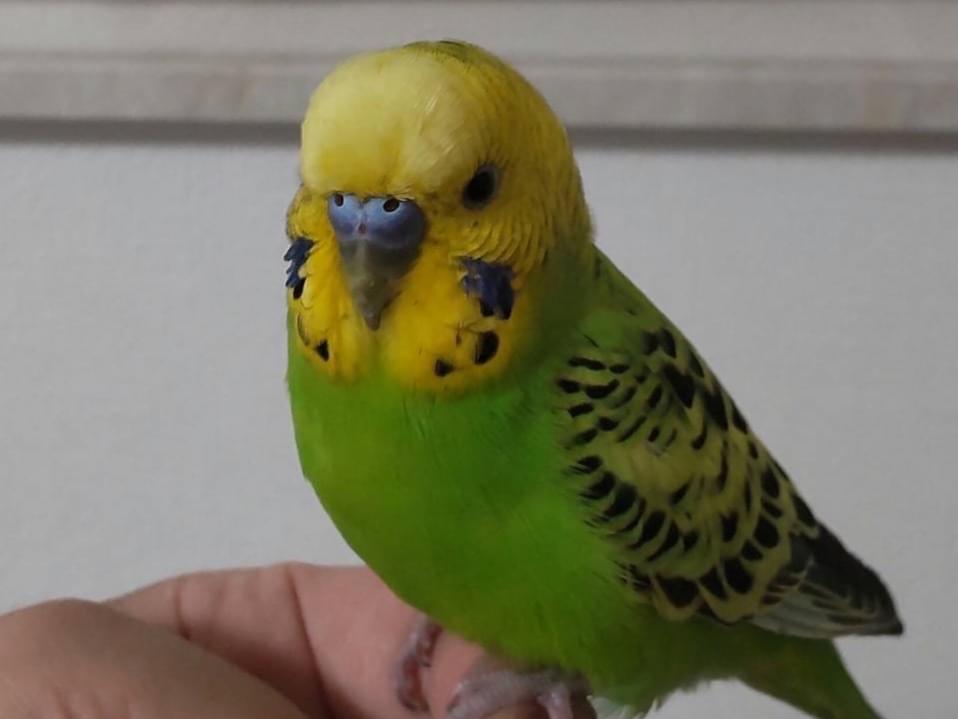 保護された鳥 保護された鳥