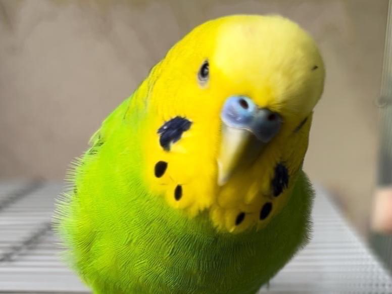 ネネちゃん ネネちゃん
