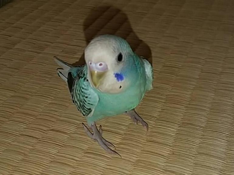 ピーコちゃん ピーコちゃん
