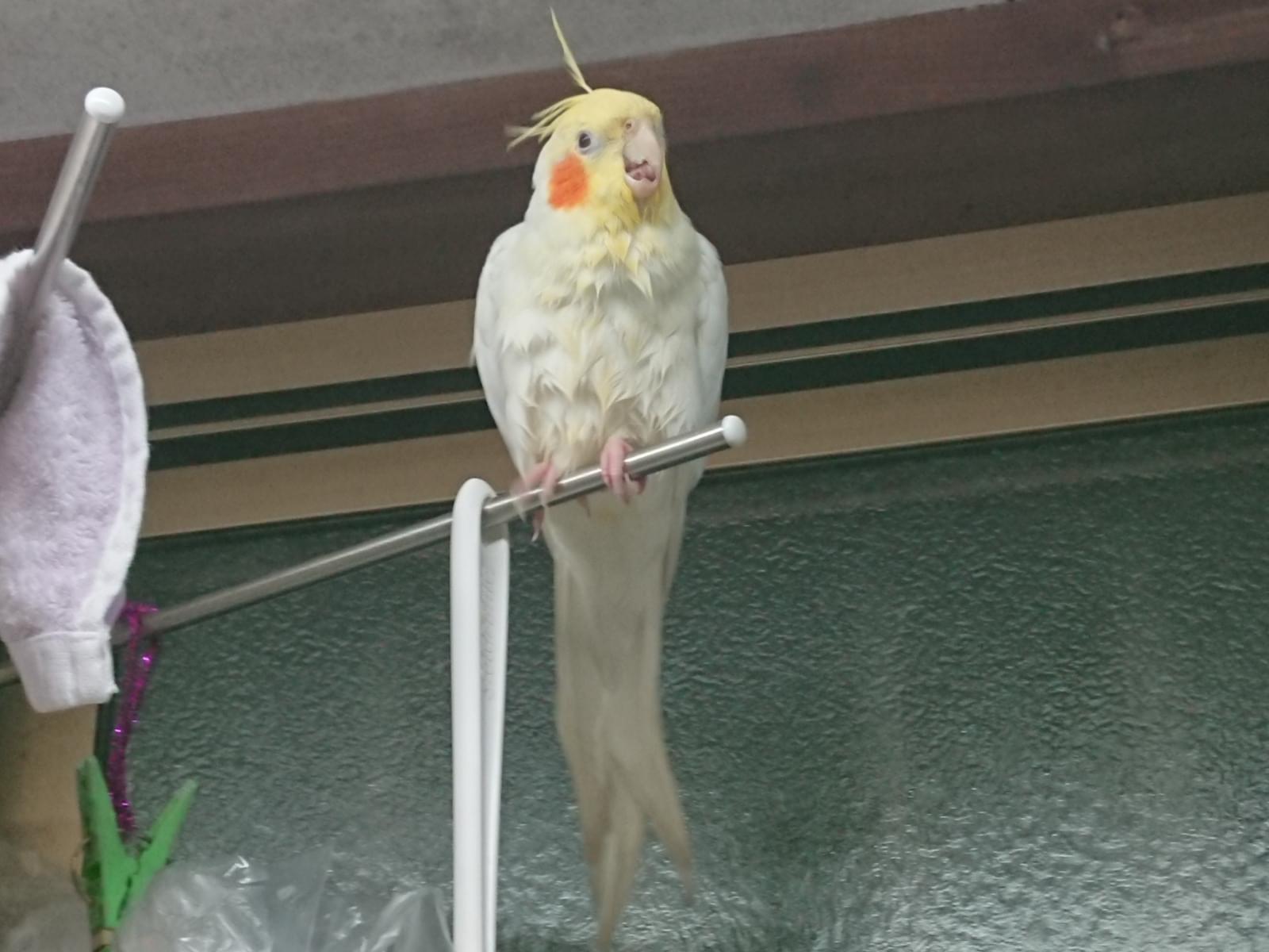 ピノちゃん ピノちゃん
