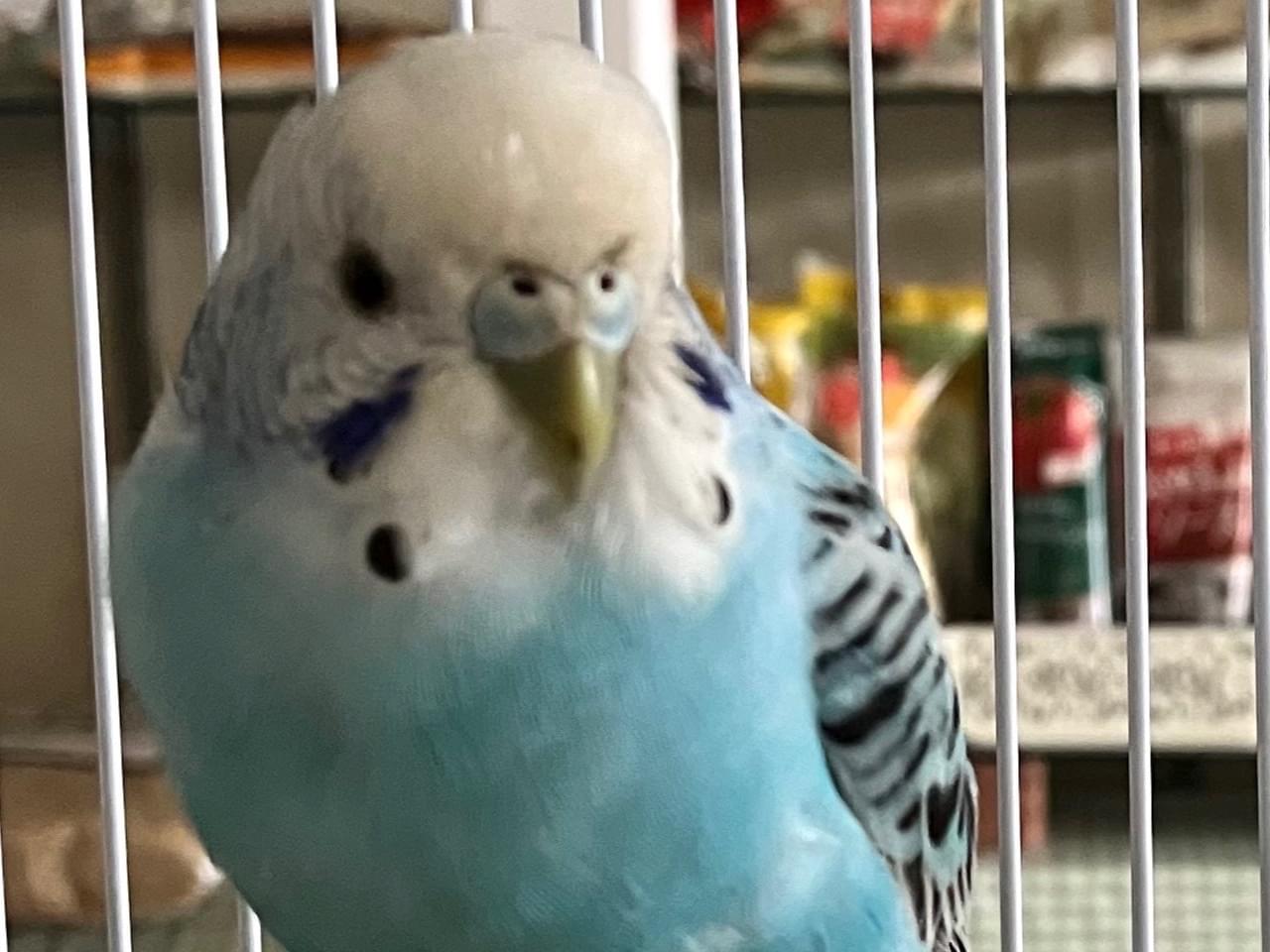 保護された鳥 保護された鳥