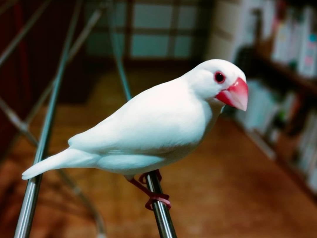 ふくちゃん ふくちゃん