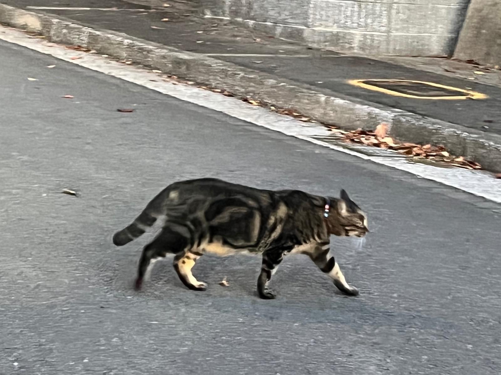 目撃された猫 目撃された猫