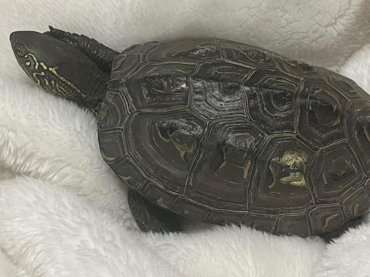 保護されたペット