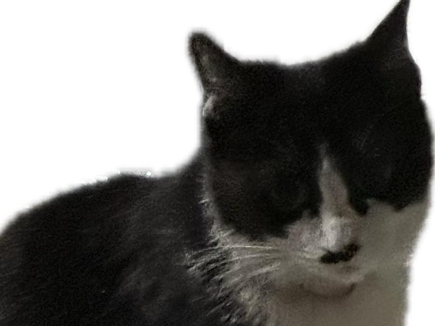 目撃された猫 目撃された猫