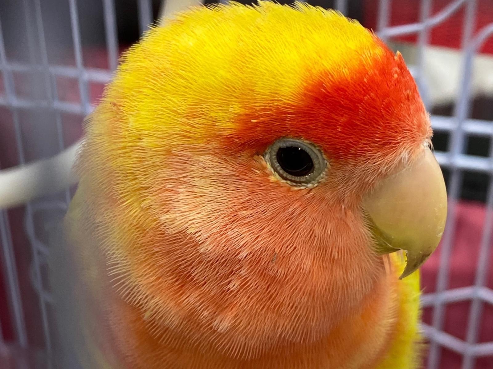保護された鳥 保護された鳥