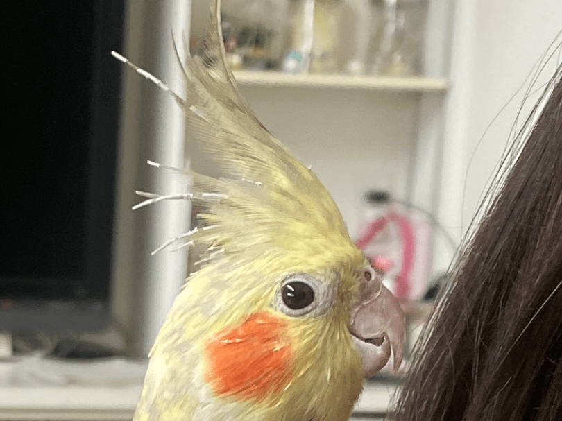 保護された鳥 保護された鳥