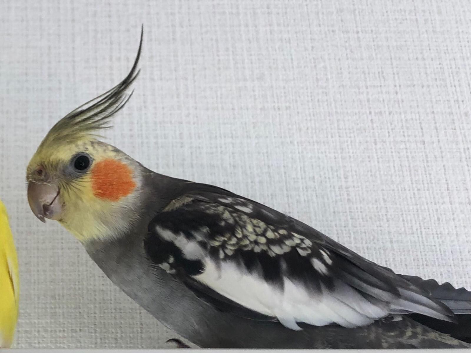 ピヨコちゃん ピヨコちゃん