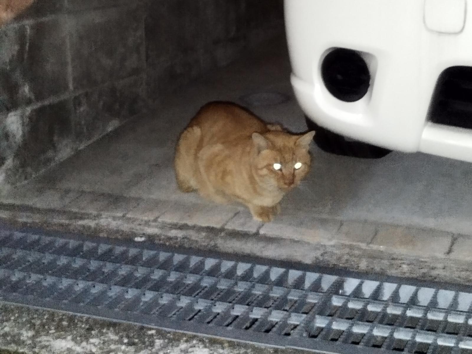 目撃された猫 目撃された猫
