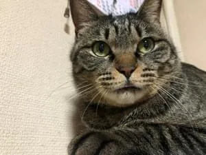 全国の迷子の猫 (1401件)