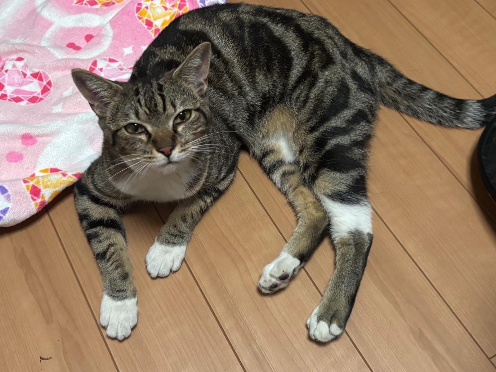 保護された猫 保護された猫