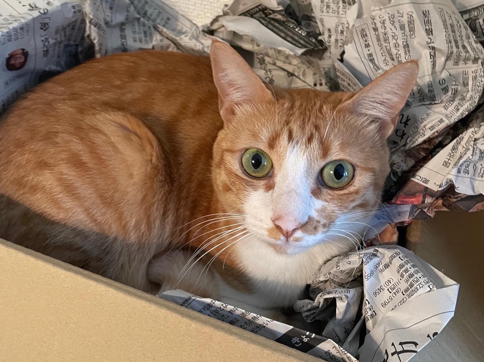 レアちゃん レアちゃん