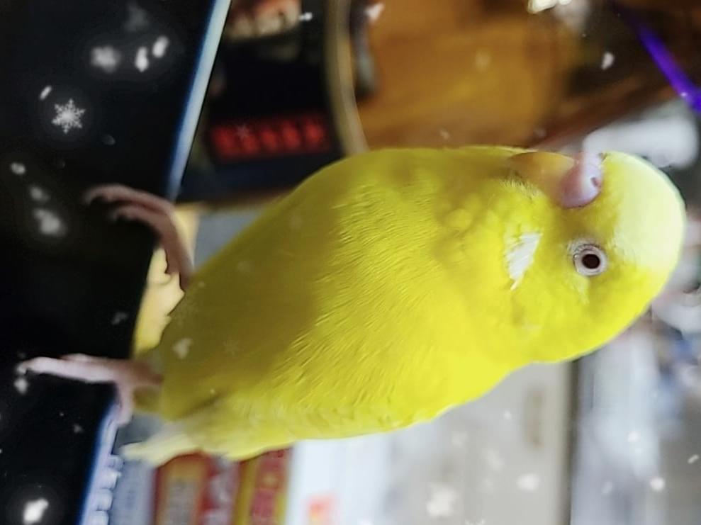 フィーちゃん フィーちゃん
