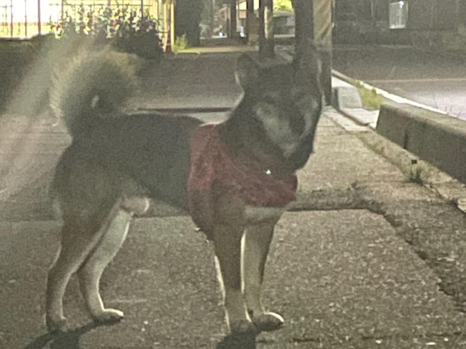 目撃された犬 目撃された犬