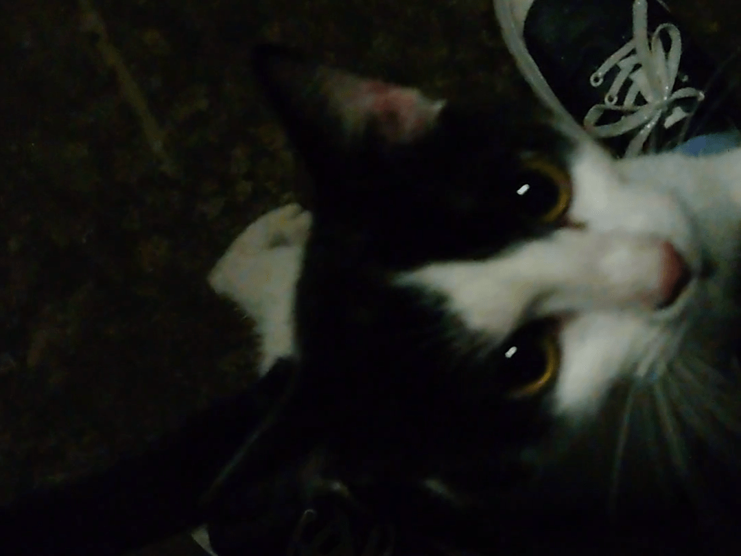 目撃された猫 目撃された猫