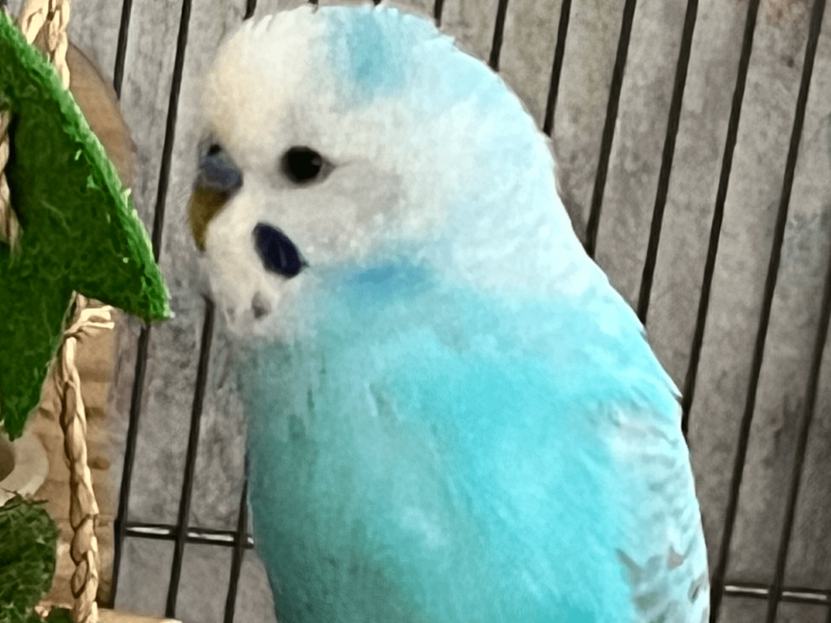 ピーちゃん ピーちゃん