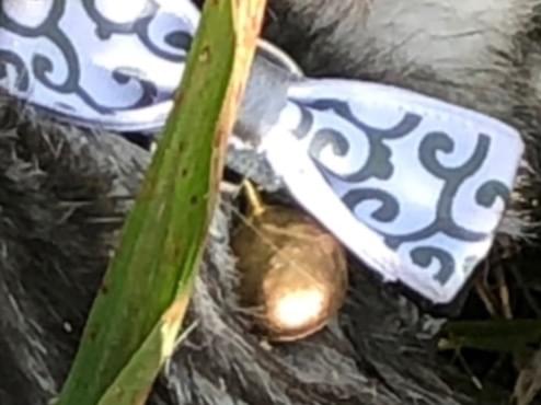 目撃された猫 目撃された猫