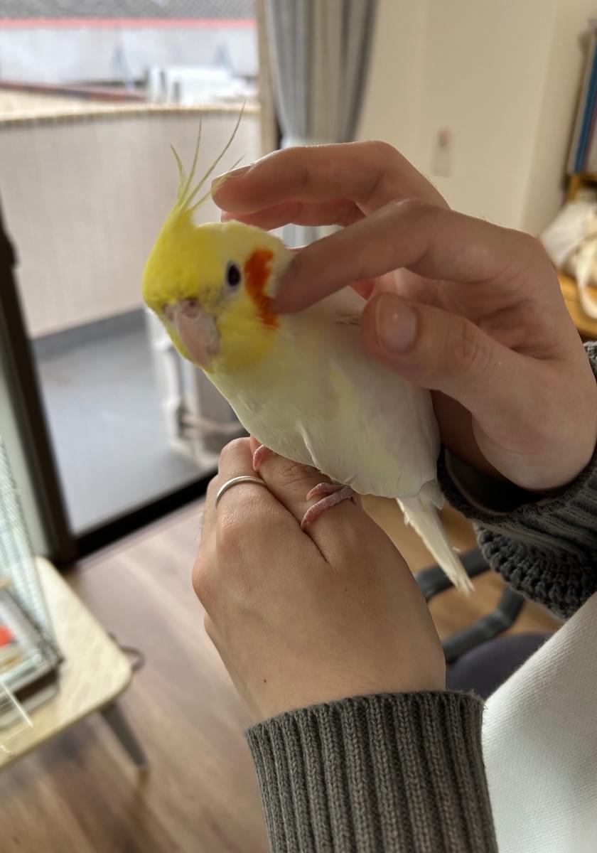 オカメインコさま専用ページ オカメインコ PFドミナントシルバーSF - 子犬や子猫たちのペット