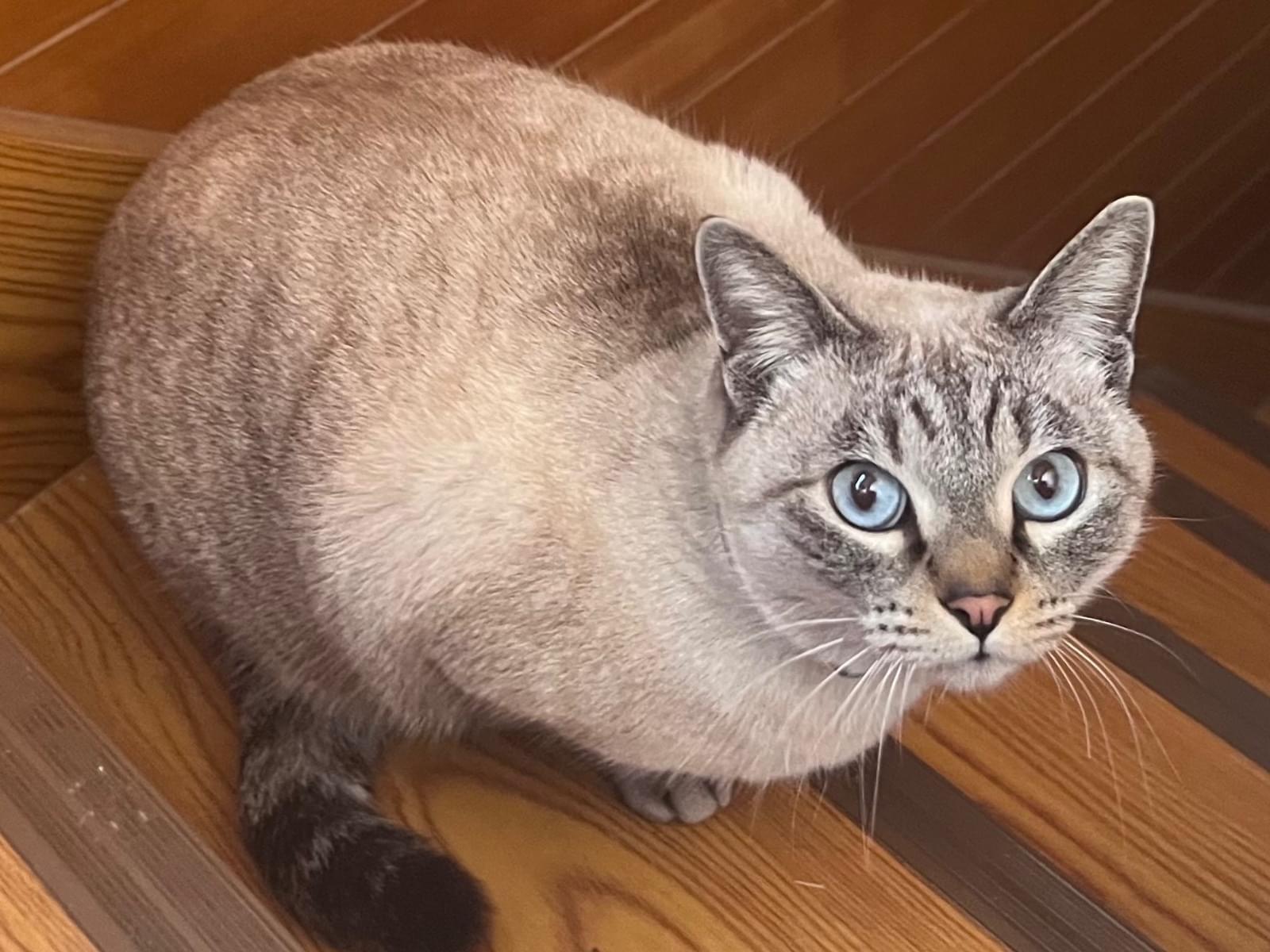 ジェンヌちゃん ジェンヌちゃん