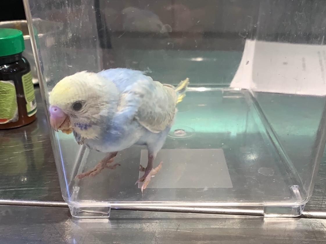 レモンちゃん レモンちゃん