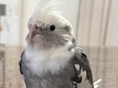ラオちゃん ラオちゃん